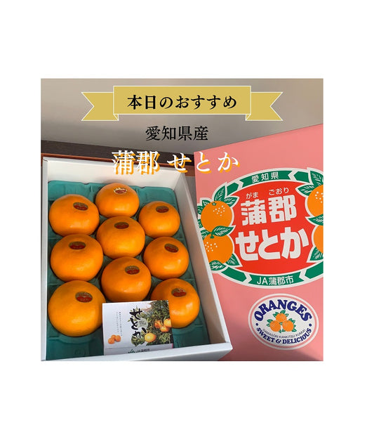 愛知県蒲郡『せとか』入荷しました